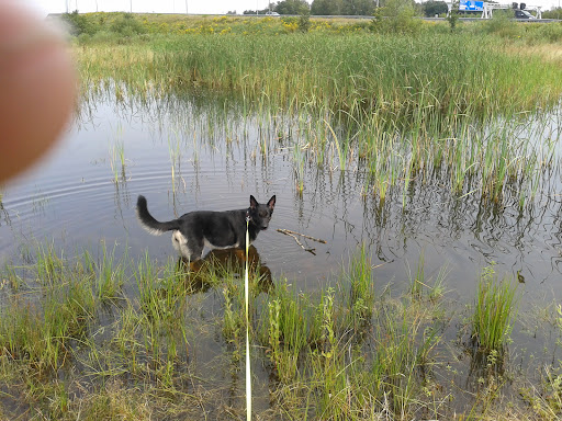 Dog walks&more