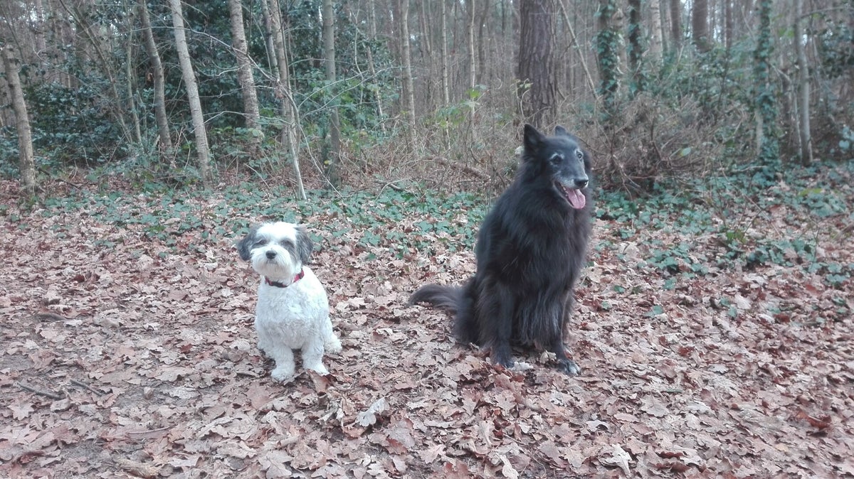 Dog walks&more