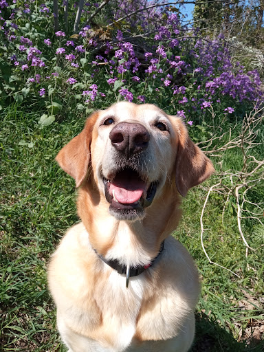 Honden in Nijmegen
