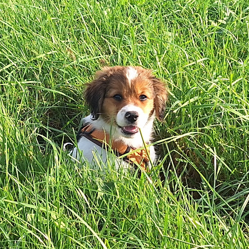 Puppyopvoeden