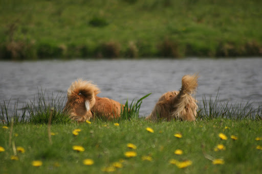Honden met een Hobby - gedragstherapie voor honden