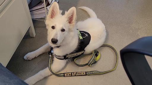Honden opvoedcentrum Brenda