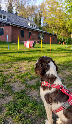 Hondenschool Aai-pet
