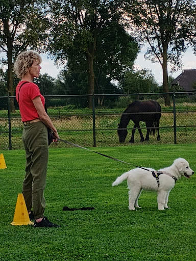 Place4Dogs