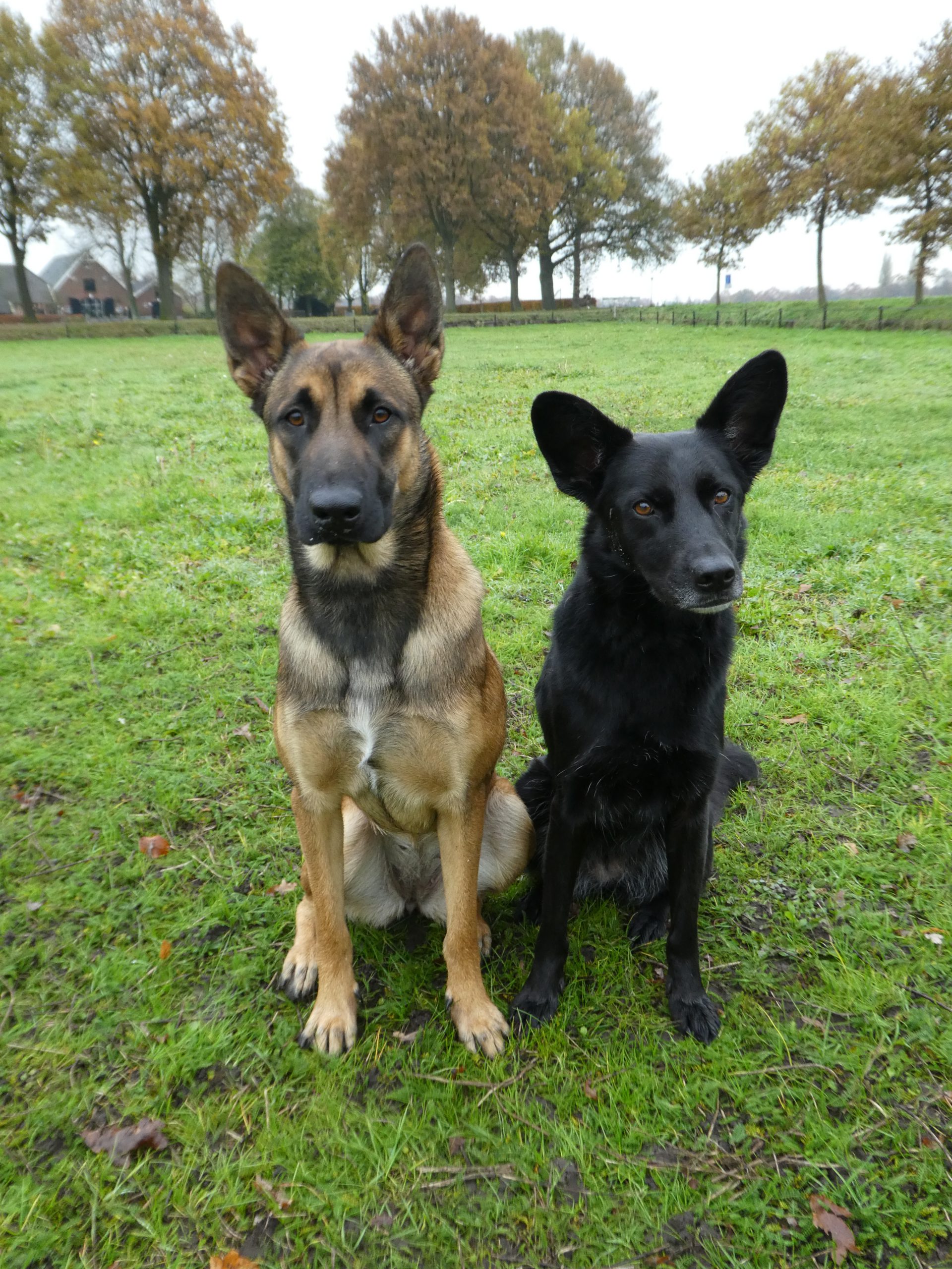 Place4Dogs