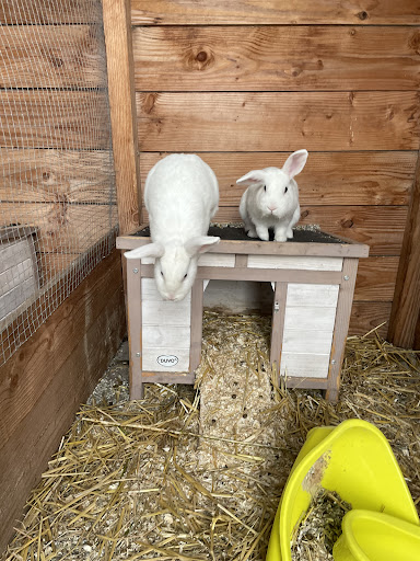 Spin & Kwispel prive hondentraining en konijnenhotel de Wiebelneusjes