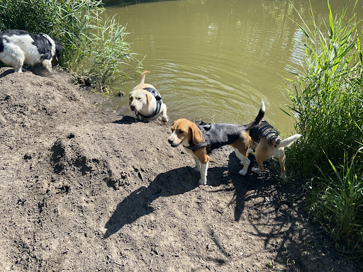 uitlaatservice for dogs