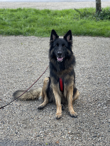 Kynos - Hogeschool voor Honden