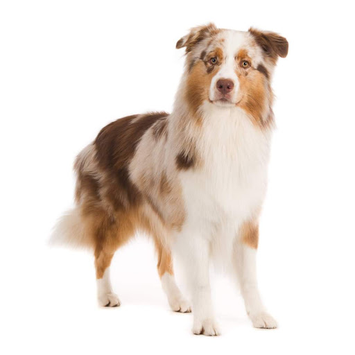 Stagedogs Casting en Training