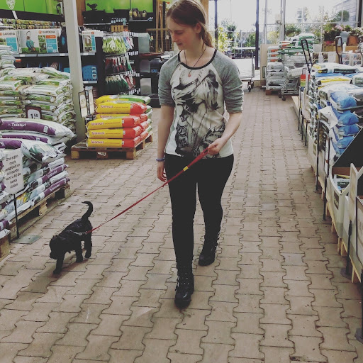 Autidogs