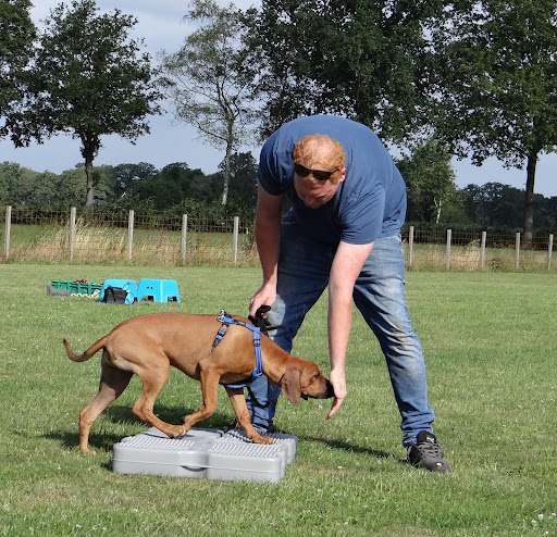 In2Dogs Hondenschool
