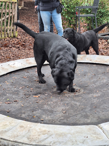 Hondencentrum Dogs House