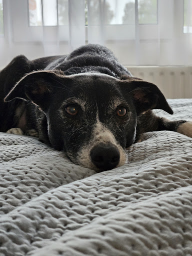 4Paws Hondenbegeleiding | Gedragscoach | Speuren