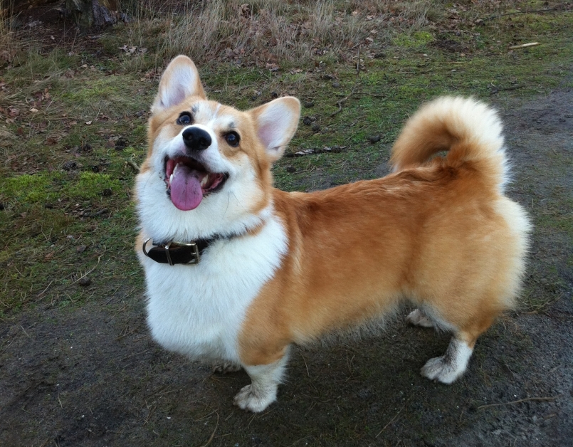 4Paws Hondenbegeleiding | Gedragscoach | Speuren