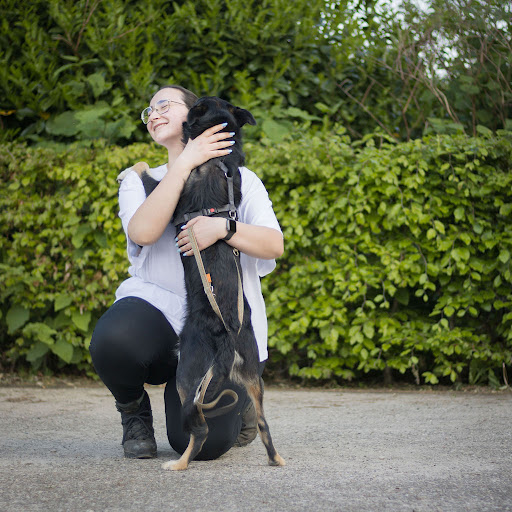Hondenschool Bravissimodogs