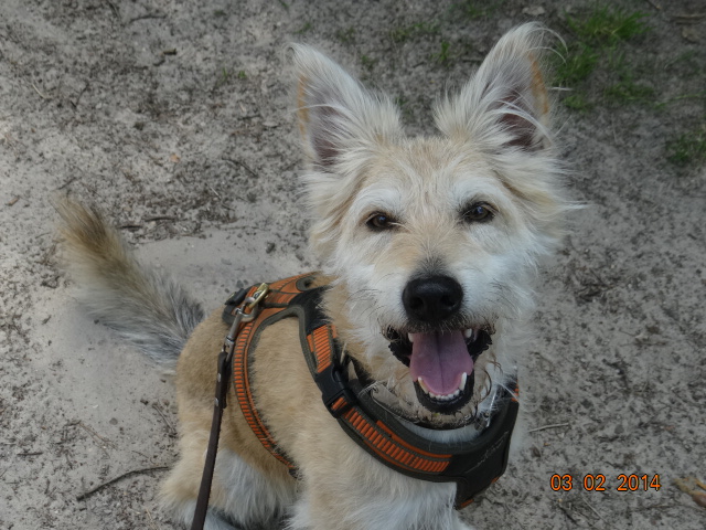 Happy Dog Coach