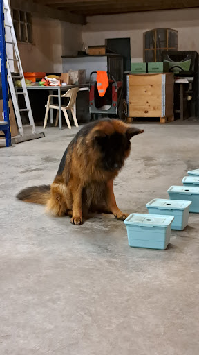 K9 Zoekwerk