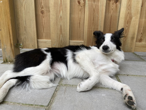 Zeno Hondentraining