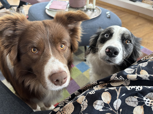 The Power of Dogs