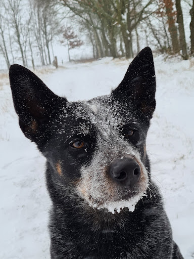 DukeDogCoaching