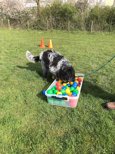 Hondenschool Spelen met Honden Heerhugowaard