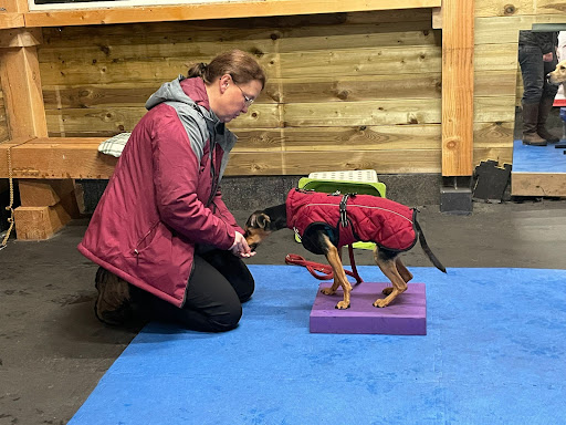 Qimmiq Sportieve Honden Trainingen