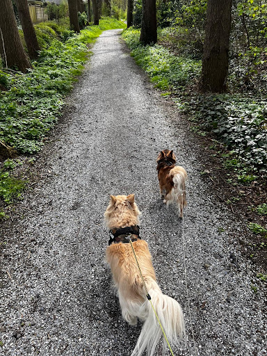 Hondenschool. Uitlaatservice Oosterwolde