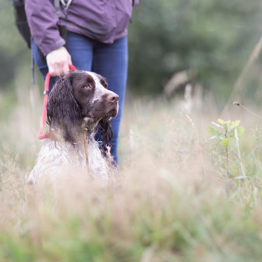 Sengers Hondentraining
