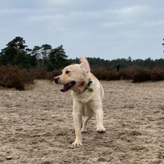 Kwispelturig hondentraining