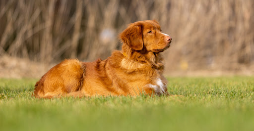 Kynologenclub Rotterdam