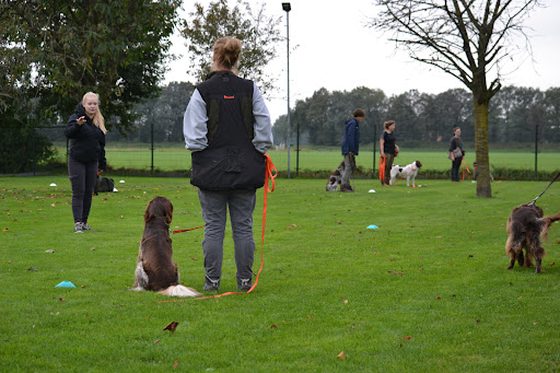 Fevy dogtraining