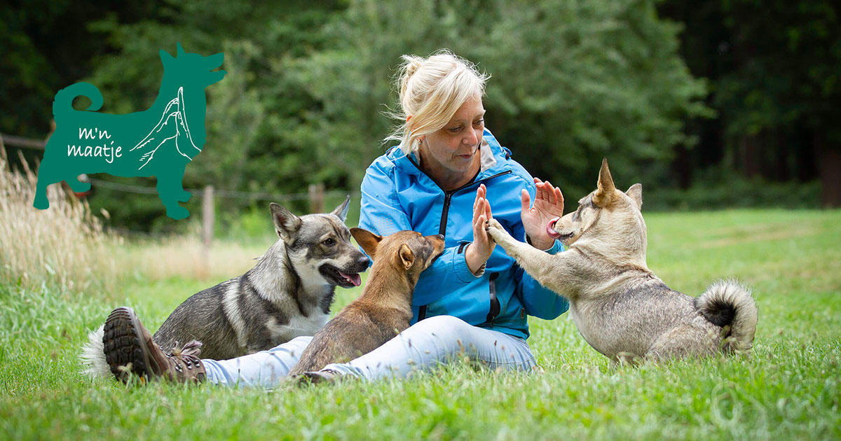 Hondenschool & Puppycursus M'n Maatje