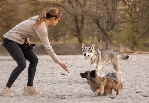 Uitlaatservice Dog-Venture Veenendaal