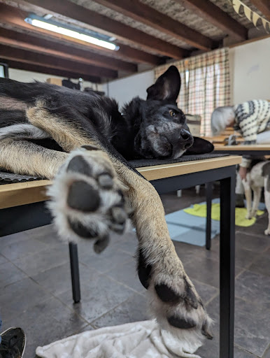 Snuffels en Slobbers (Kynodroom)