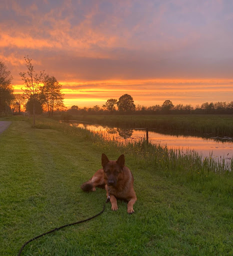 Steve 's Dog Support®