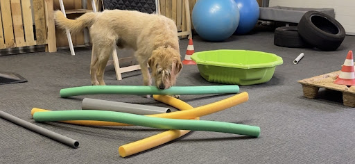 Connectie Gericht Trainen