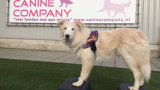 Canine Company
