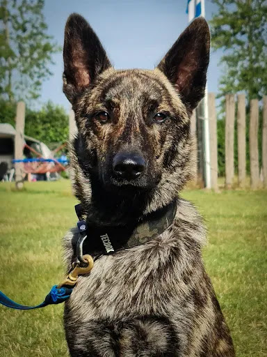 Newdogs Hondentraining