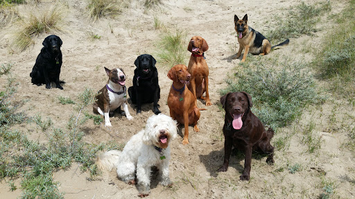 Gaby kuijf - Holistisch Coach voor hond & eigenaar