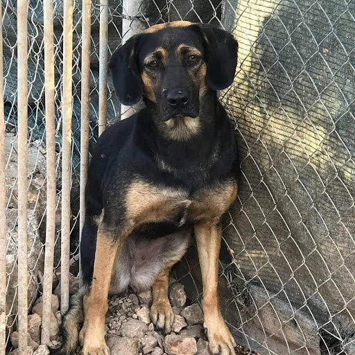 Every DOG is Unique | Privé hondentrainer