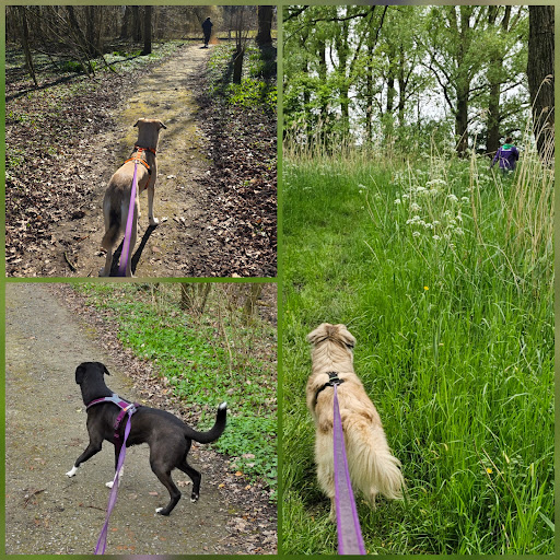 DogAbility