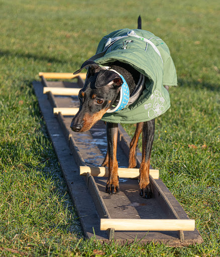 Hondenschool Horst-Ermelo