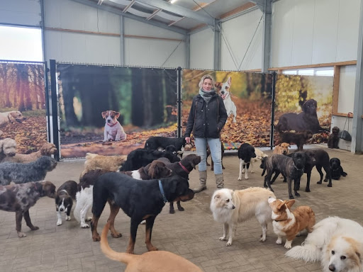 Hondengedrag Friesland