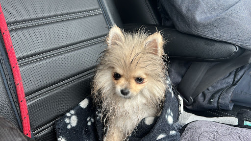 Hondenmanager HUS & Coaching