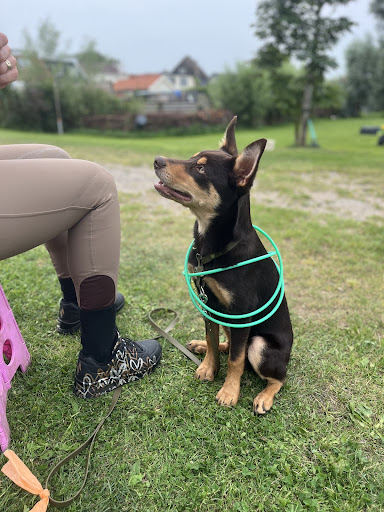 It’s a dog thinking honden-coach