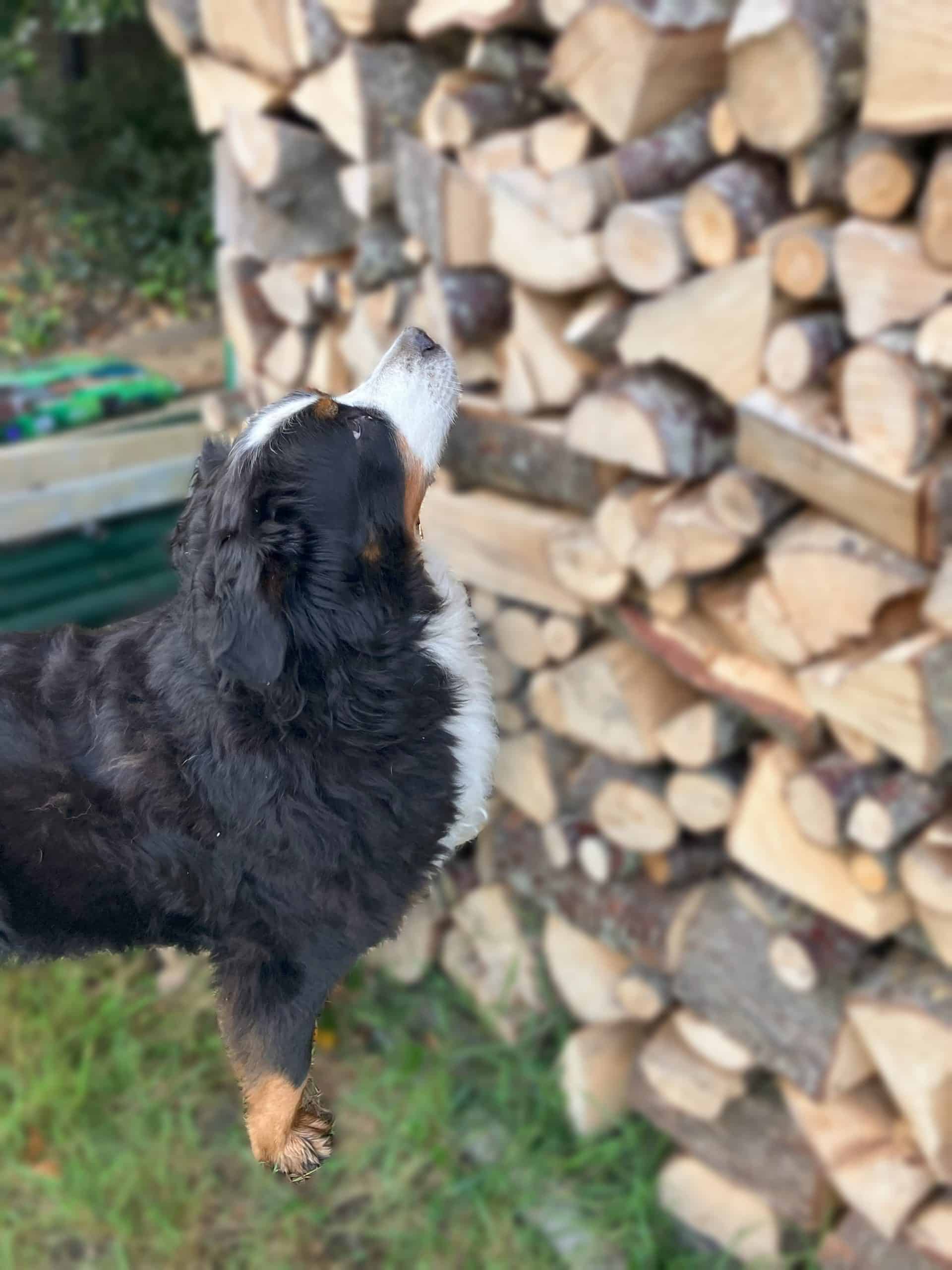 Neuswerk voor de hond
