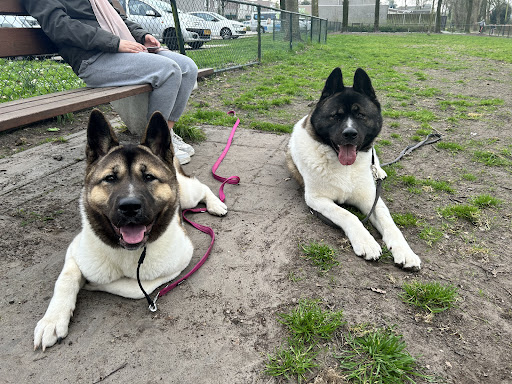 Honden training en advies Veldhoven