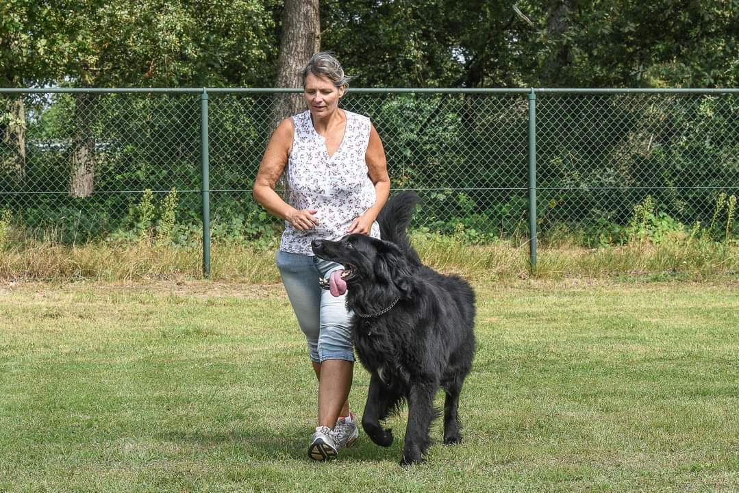 Hondenschool spel