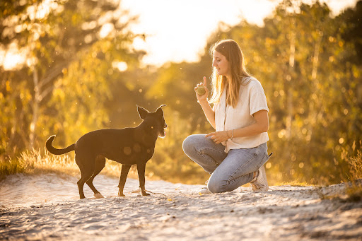 Hands4Paws