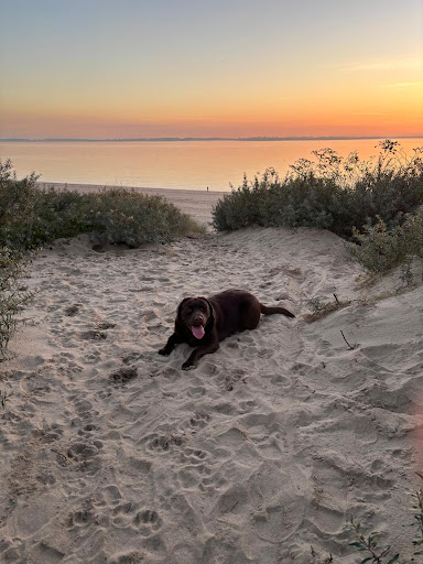 Beach-dog-training